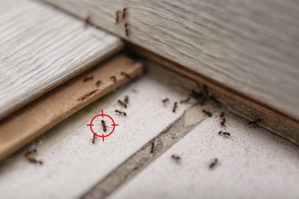 Best Emergency Pest Control  in Ogden, UT
