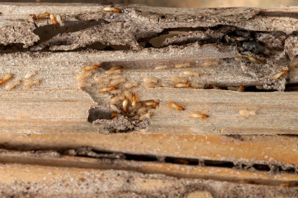 Wasp Removal Services in Ogden, UT