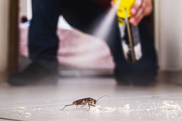 Insect Control in Ogden, UT